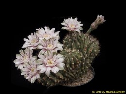 Gymnocalycium mihanovichii 103